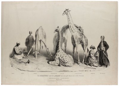 Die Giraffen mit den Arabern, die sie in dieses Land brachten, Zoologische Gärten, Regents Park, London, Juni 1836, Lithographie von Charles Hullmandel von George Snr Scharf